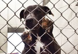 Quickly find animal shelter phone number, directions & services (charlotte, nc). Rowan Animal Shelter Continues Streak Of No Euthanizations For Adoptable Animals Salisbury Post Salisbury Post