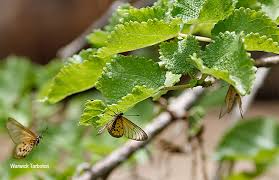 Image result for Obetia tenax