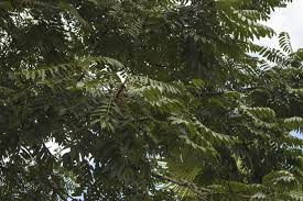 Image result for Canarium schweinfurthii