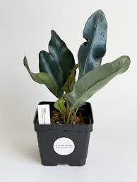 Image result for Elaphoglossum aubertii