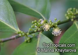 Image result for Suregada