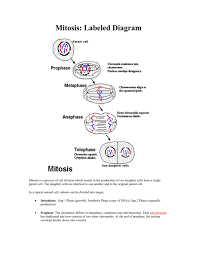 The diagram shows data on the evolution of horses.the data in the diagram is evidence that — f a new species of horse suddenly appeared g horses slowly developed over time h horses have similar stages of rapid embryological development j horses have a common ancestry with other hooved animals Mitosis Labeled Diagram