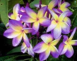 Pin On Flowers Landscape Outdoors
