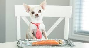 Große auswahl an eat dog. Food Facts Can Dogs Eat Salmon Proud Dog Mom