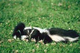 How To Get Rid Of Skunks Hunker Getting Rid Of Skunks Skunk Animals
