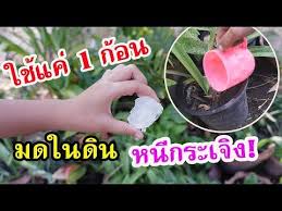 ส ตรกำจ ดหร อไล มดในด นแบบปลอดสาร ใช เพ ยง 1 ก อน หร อ 1 ช อนแกง มดหน กระเจ ง youtube ในป 2021 ปล กผ ก การทำสวนผ ก ป ยหม ก