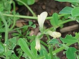 Image result for Trigonella