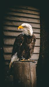 We did not find results for: Eagle Wallpapers Free Hd Download 500 Hq Unsplash