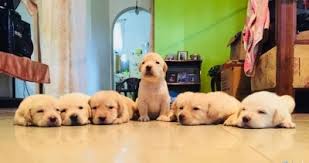 Maybe you would like to learn more about one of these? Labrador Puppies In Sri Lanka Siyaluma Lk