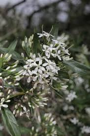 Image result for Pavetta revoluta