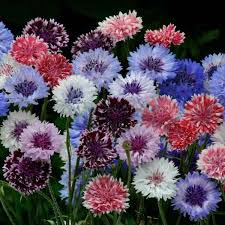 The bachelor button is a flower that has many other names. Bachelor S Button Seeds 7 Cornflowers Annual Flower Seeds