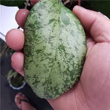We did not find results for: Hoya Vitellina Splash For Sale Happyforest