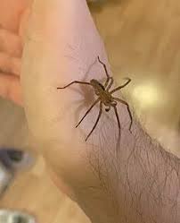 Image result for spinne biss haut reaktion