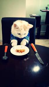 Trevor The Table Manners Cat During Dinner Meow Moe Cats Cute Cats Kittens Cutest