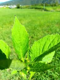 Image result for Crassocephalum picridifolium