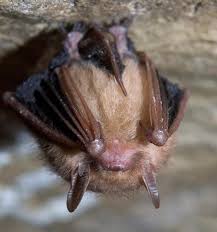 Bats and squids are different though, they're hard to get rid of. Bat In Your House Don T Touch It Or Kill It