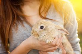 Pia offer accident only cover, accident and illness cover (comprehensive), and accident and illness cover (major medical). Rabbit Care Moorong Veterinary Clinic Wagga Wagga
