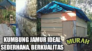 Selain itu, membudidayakan jamur tiram juga tidaklah sulit. Desain Kumbung Kandang Jamur Sederhana Ideal Biaya Paling Murah Youtube