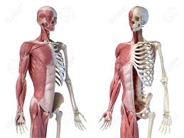 Front view of muscles, skeleton, organs, nervous system. Human Male Anatomy 3 4 Figure Muscular And Skeletal Systems Two Frontal Perspective Views On White Background 3d Anatomy Illustration Stock Photo Picture And Royalty Free Image Image 130760065