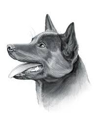 Read on for more information on kitchen appliances that won't break the bank and help see you through self isolation during difficult times. Australian Kelpie Dog Australian Kelpie Australian Kelpie Dog Queen Tattoo
