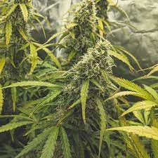 Marijuana plant flowering time lapse. Die Cannabis Blutezeit Woche Fur Woche Ein Guide Von Royal Queen Seeds Rqs Blog