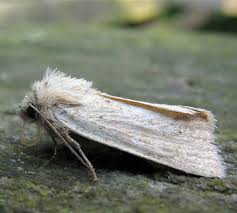 Image result for Photedes extrema