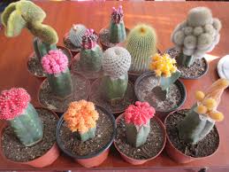 Pasos bien explicados para realizar cada método y no fallar. Nagjher Cactus Y Suculentas