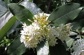 Image result for Acokanthera schimperi