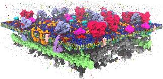 Check spelling or type a new query. Computational Modeling Of Realistic Cell Membranes Abstract Europe Pmc