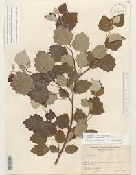 Image result for Populus ×  canescens