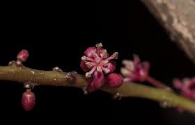 Image result for Panda oleosa