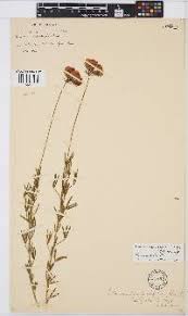 Image result for Lotononis laxa