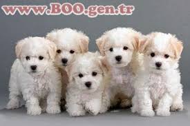Bichon Frise Sus Kopekleri Bichon Frise Bichon Kopek Turleri