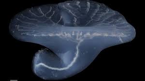 Image result for Droogmansia