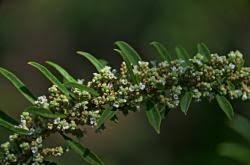 Image result for Polystachya melanantha