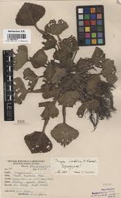 Image result for Trapaceae