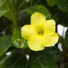 Image result for dipladenie žlutá obrázek