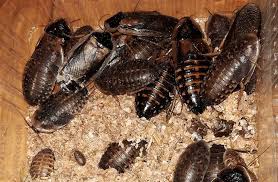 Le professionnel doit constater de quels types d'insectes il s'agit dans la maison. Insectes Madcham De