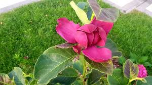 Image result for magnolia genia