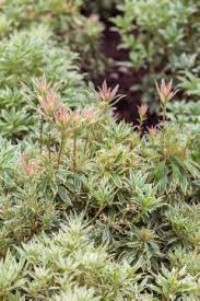 Pieris japonica is a compact, rounded, evergreen shrub grown for its early display of spring flowers. Pieris Japonica White Rim Media Database