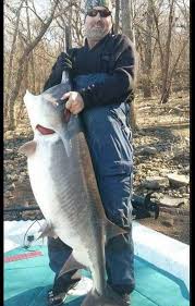 They can be caught by snagging them with a large treble hook from shore or boat. Paddlefish Spoonbill Fishing Ok Trips4trade