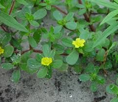 Purslane have a rich contain of dietary. Portulaca Oleracea Only Foods