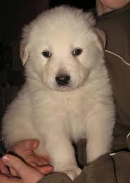 She will be ready to go to her forever home february 7th. Maremma Cross Puppies For Sale In Vanderhoof British Columbia Nice Pets In Canada