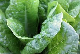 ほうれん草の栽培で使用する肥料 尿素 葉面散布に最適 野菜大図鑑