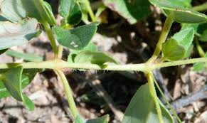 Image result for Boerhavia coccinea