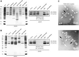Image result for Silver Grey 1999 AAV