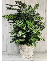 Image result for Calathea