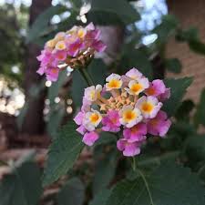 If you are looking for jobs outside of gilbert, some nearby cities you can check out are phoenix, az. Surprised To See These Flowers Growing In My Front Yard Flickr