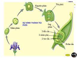 Maybe you would like to learn more about one of these? Thá»¥ Tinh Kep La Gi Qua Trinh Thá»¥ Tinh Kep á»Ÿ Thá»±c Váº­t