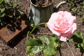 Added organic fertilizers like composted chicken manure, kelp meal and bat guano ensure both an immediate and extended release of nutrients to keep the soil healthy. Natural Garden Soil Flowers Vegies Kellogg Garden Organics